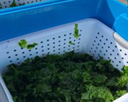 Harvested Sea Lettuce for nutrition analysis