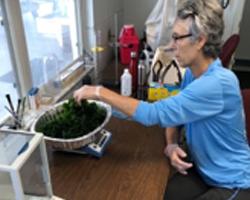 Weighing dried Sea Lettuce for nutrition analysis